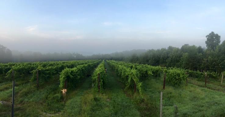 Grinder&#039;s Switch Winery - Gallery Image 3