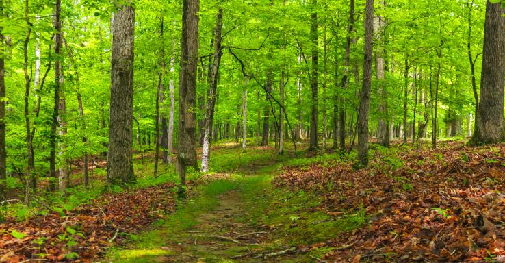 David Crockett State Park - Gallery Image 3